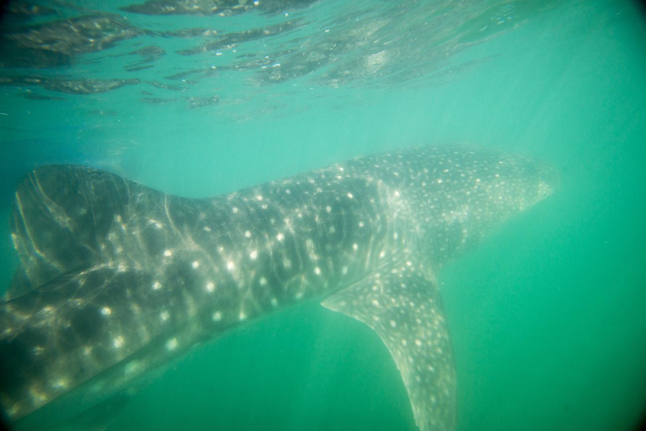 Whale Shark Tours La Paz