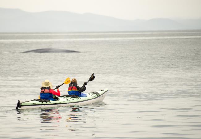 Whale Watching Loreto